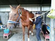北広島乗馬クラブの写真2