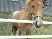 北広島乗馬クラブの写真3