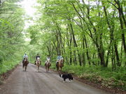 カナディアンキャンプ北海道 乗馬クラブリーフの写真4