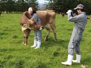 十勝アルプス牧場の写真3