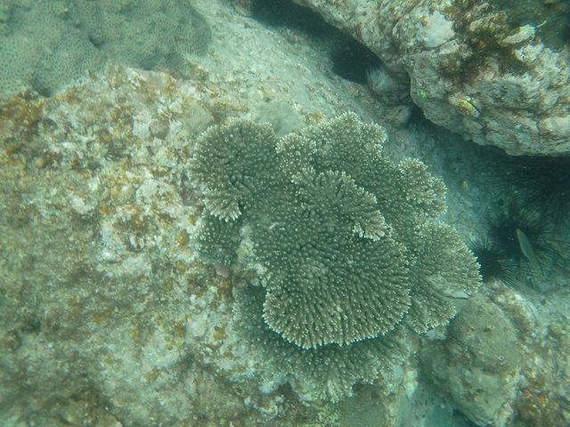 天草海辺の自然学校