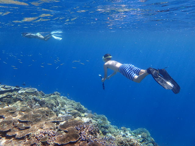 珊瑚と魚の種類が豊富な西表島の海へ_西表島モンスーン
