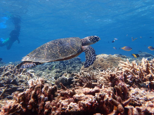 ウミガメに会いに行こう_西表島モンスーン