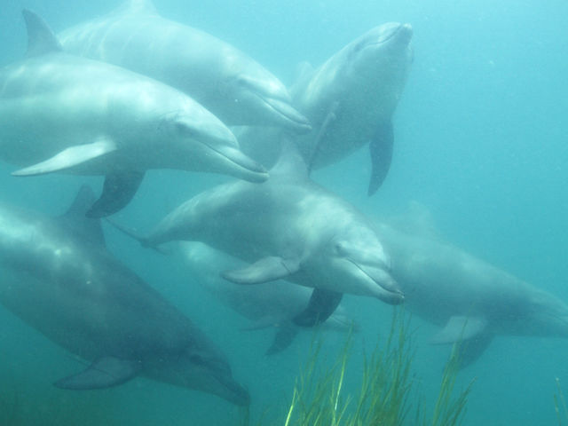 七尾湾に生息する野生のミナミハンドウイルカ_Dolphin Smile