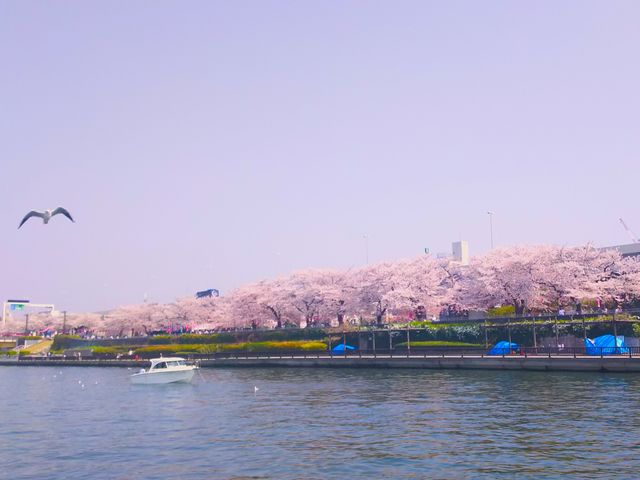 席取り不要のお花見を!季節のイベント多数♪_江戸前汽船