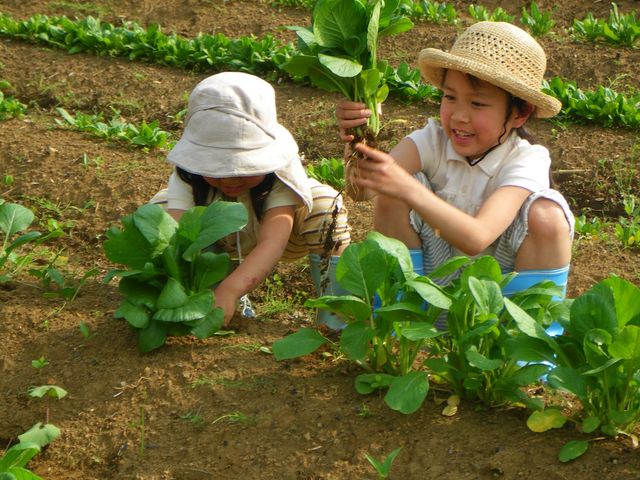 貸し農園以外にも自社農園があり、時期によっては野菜を収穫して、とれたての野菜をバーベキューで使えます。_藤野倶楽部