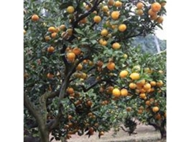 湯の児スペイン村 福田農場