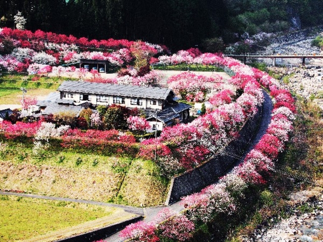 花桃の季節_野熊の庄月川