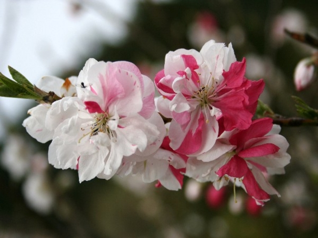 花桃_野熊の庄月川