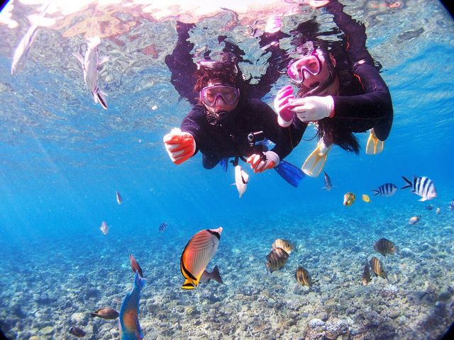 カラフルなおさかなに囲まれて_Diving Shop Lei(ダイビングショップレイ)