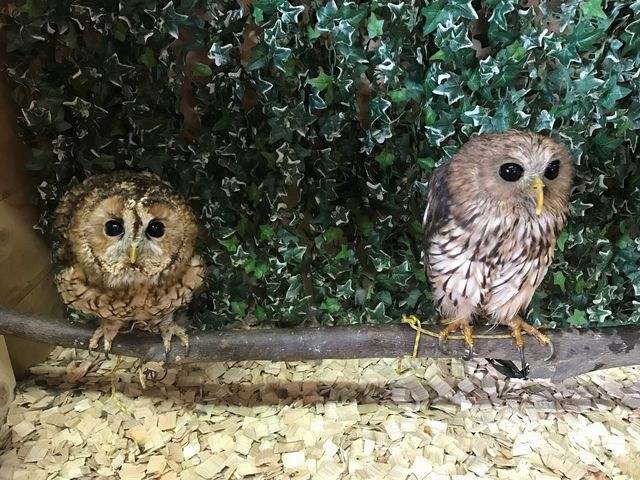 owlcafeふくろう茶房新宿店
