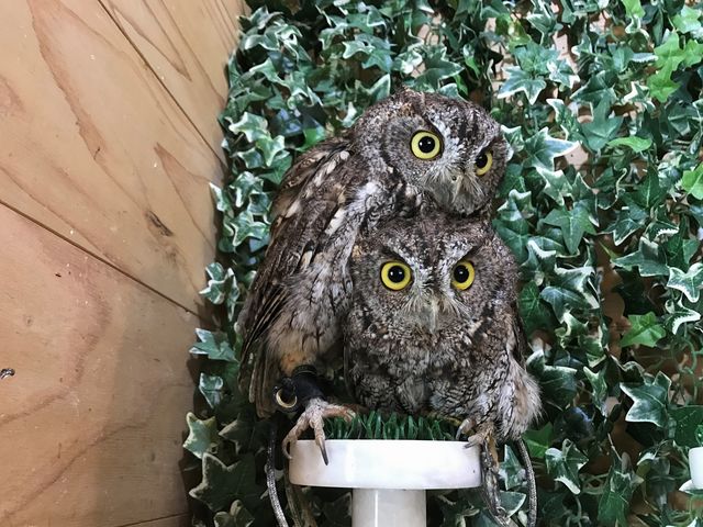 owlcafeふくろう茶房新宿店