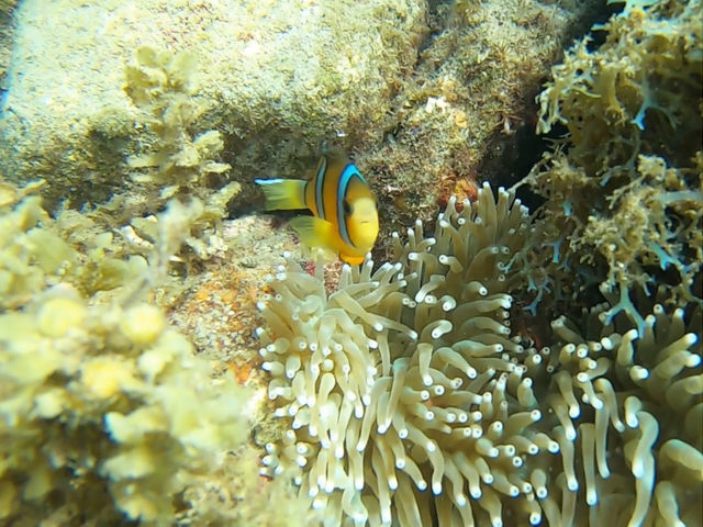徳島にも可愛い熱帯魚達が居ます。_シーラニ水床湾