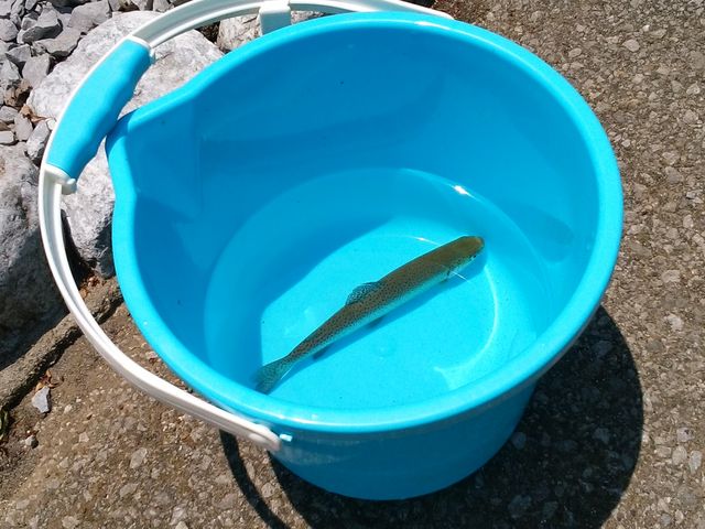 釣果です☆_ます釣り体験 醒井楼(さめがいろう)