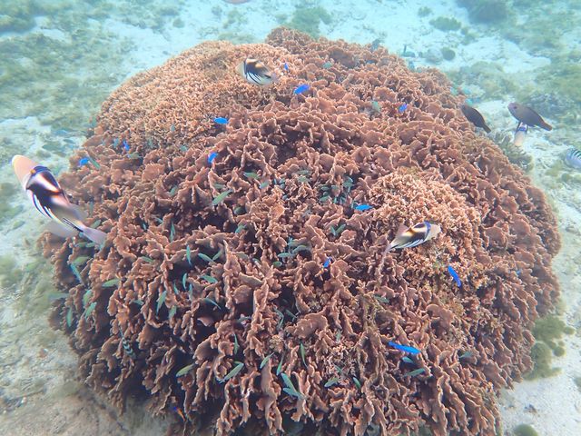水族館のような景色_ピリアロハ ダイビングサービス
