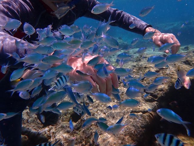 カラフルな魚がお出迎え_ピリアロハ ダイビングサービス