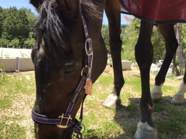 毎日馬たちは自然の中で放牧や運動をしてもらっています★_乗馬クラブエクイヴィラ