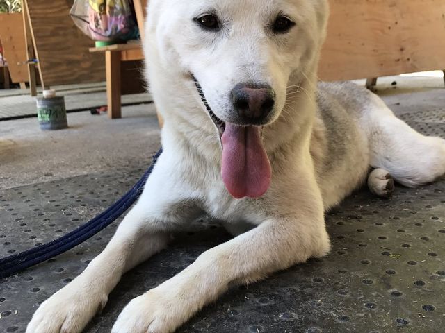 夜は番犬!昼間はかまってほしい甘えん坊の
「綱牙(コウガ)」のお出迎えします!
_乗馬クラブエクイヴィラ