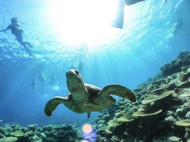 ウミガメと泳げるプランもご用意!_西表島 ADVENTURE PiPi