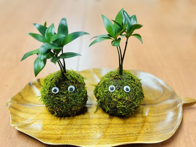 植物や土に触れる癒しのお時間♪コロコロかわいい苔玉をお作りください!_フランスカルチャーサロン ラベルヴィ