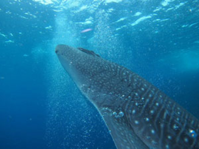 Diving shop SeaLand うぐる