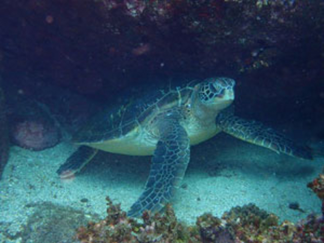 Diving shop SeaLand うぐる