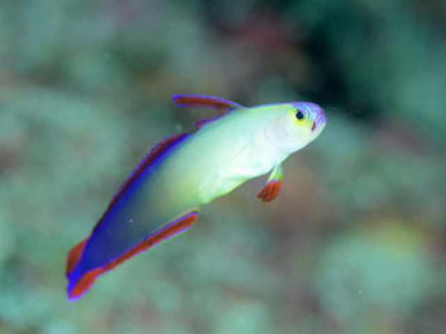 Diving shop SeaLand うぐる