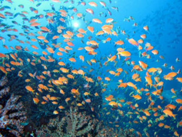 Diving shop SeaLand うぐる