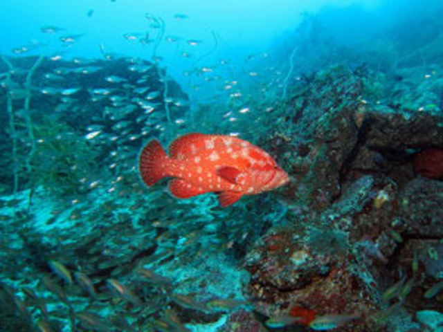 Diving shop SeaLand うぐる