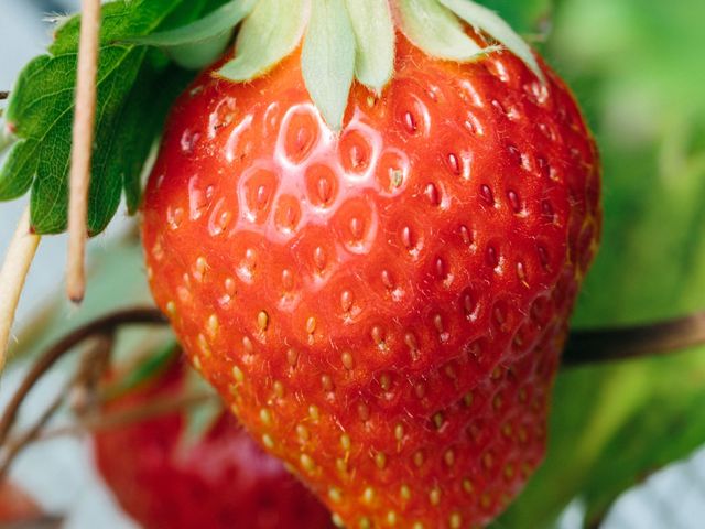 ヘタの方までしっかり赤い苺を探してね!_なかはた農園