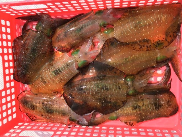 釣り船金沢港うさぎ丸