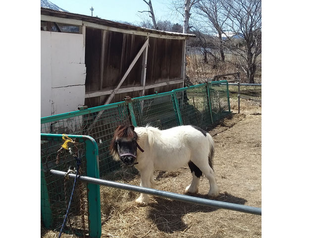 ミニチュアポニー_ほくせい乗馬クラブ