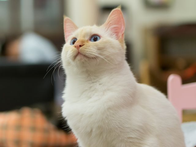 ミューキーズ