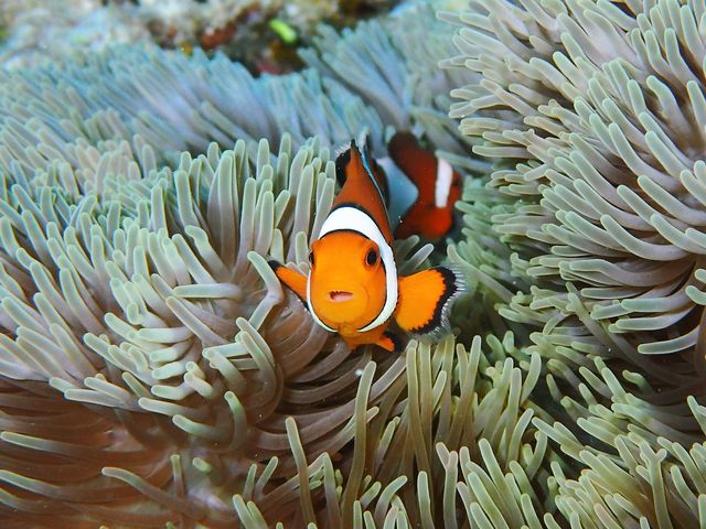 ニモちゃんと_南ぬ島ダイブサイト
