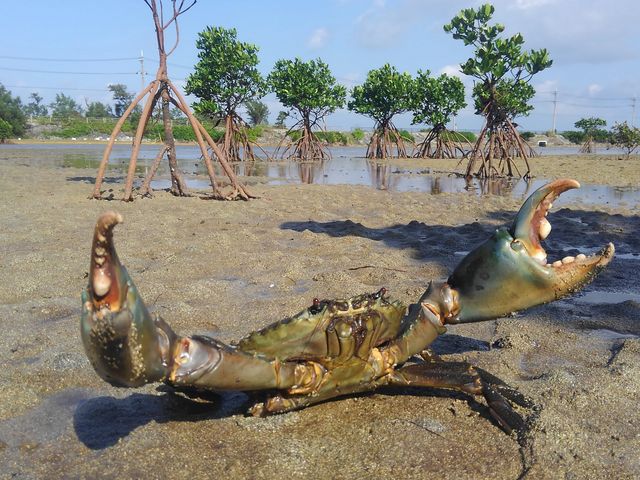 マングローブの王様、ノコギリガザミ君_西表島カヌーツアー案内三拝云