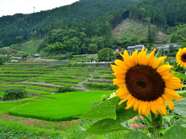坂折棚田