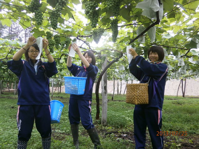 若菜農園