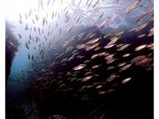 えちぜん丸太屋の写真2