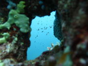 えちぜん丸太屋の写真3