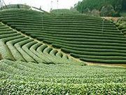 お茶の郷 木谷山の写真2