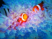 キングマリンの写真3