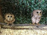 owlcafeふくろう茶房新宿店の写真4