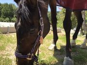 乗馬クラブエクイヴィラの写真2