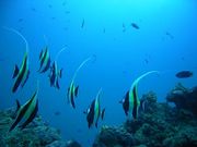 ダイビングスクール海底少年の写真4