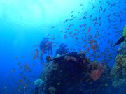 ダイビングスクール海底少年の写真2