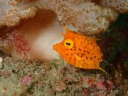 ダイビングスクール海底少年の写真3