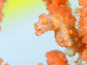 Diving shop SeaLand うぐるの写真2