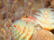 Diving shop SeaLand うぐるの写真4