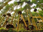 フォレストアドベンチャー祖谷の写真3