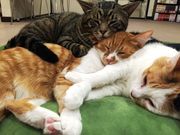 ミューキーズの写真3